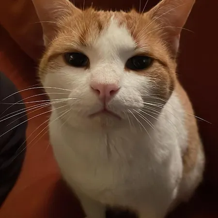 Apartament Farmhouse Montaigu-Vendee