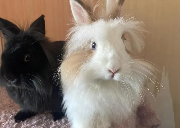 Farmhouse Appartement