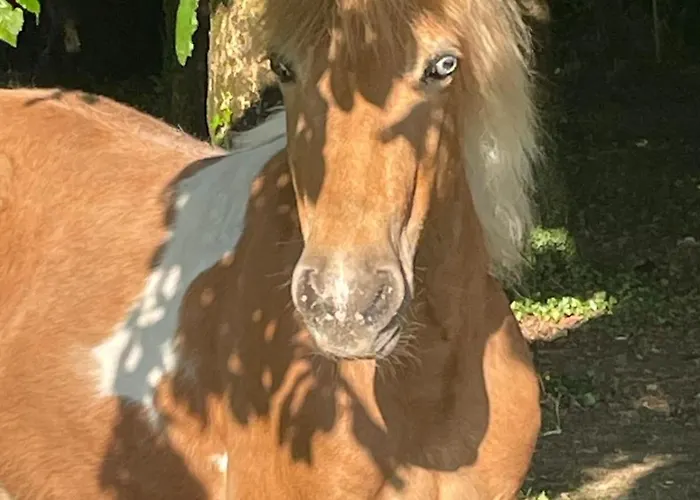 Farmhouse Appartement Montaigu-Vendee