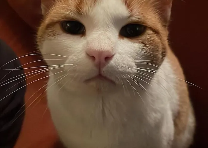 Appartement Farmhouse Montaigu-Vendee